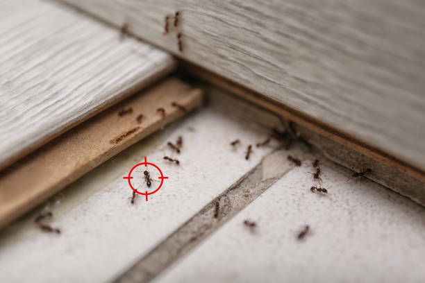 Best Pest Control for Restaurants  in Hillview, KY
