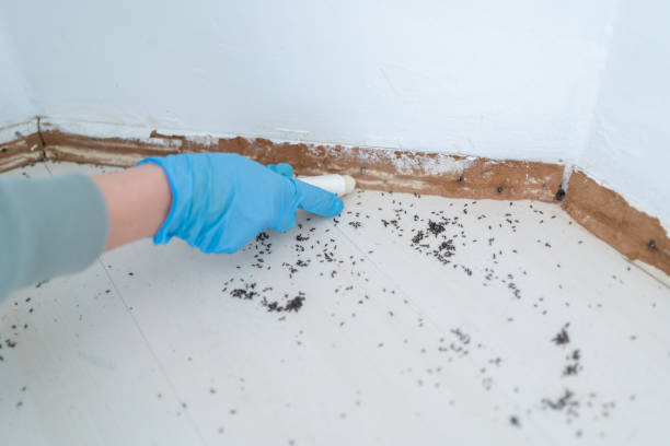 Best Best Pest Control Companies  in Hillview, KY